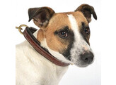 Dog collar  Fancy  stitched - 30 cm
