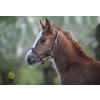 Headcollar MINI adjustable - Foal 6 month black