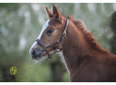 Headcollar MINI adjustable - Foal 6 month nut brown