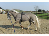 Lunging training aid