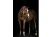 Bridle New Mexican fig. 8 noseband nut brown