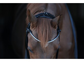 Double bridle Limited browband Stellux rolled leather