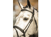 Bridle  New Pro   - ss buckles