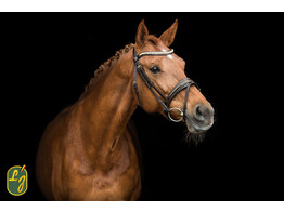 Bridle DORADO noseband with patent leather