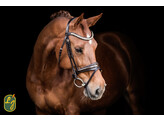 Bridle DORADO noseband with patent leather